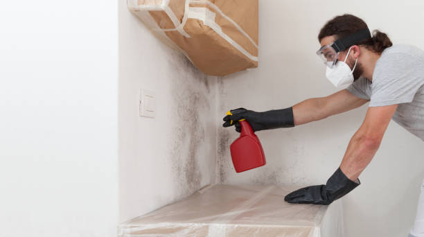 Professional Attic Mold Removal technician working in North Brunswick, NJ